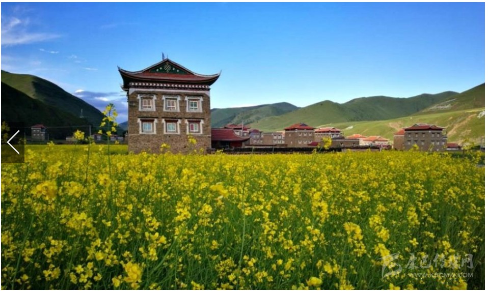 7月川西高原迎最美油菜花海