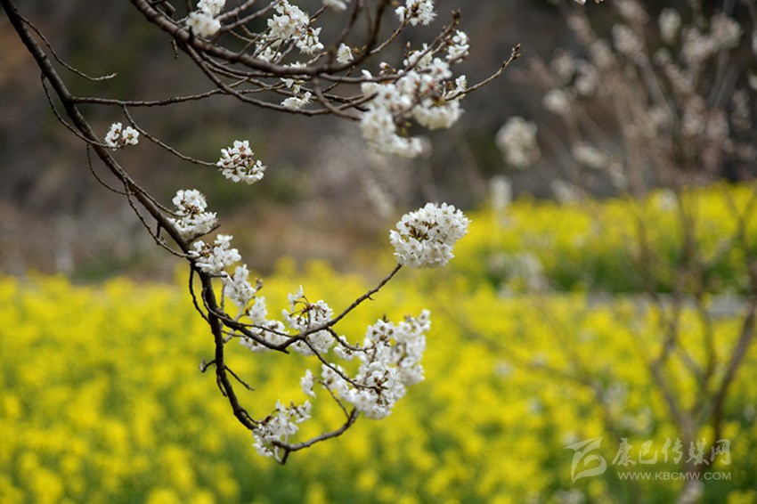 美麗鄉(xiāng)村春來早 正是瀘定賞花時