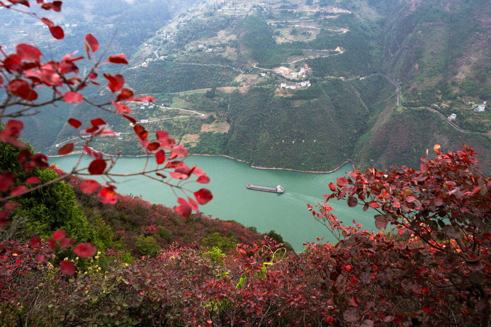 船舶行駛在紅葉掩映下的長江三峽重慶市巫山縣水域（2023年11月30日攝）。新華社記者 肖藝九 攝