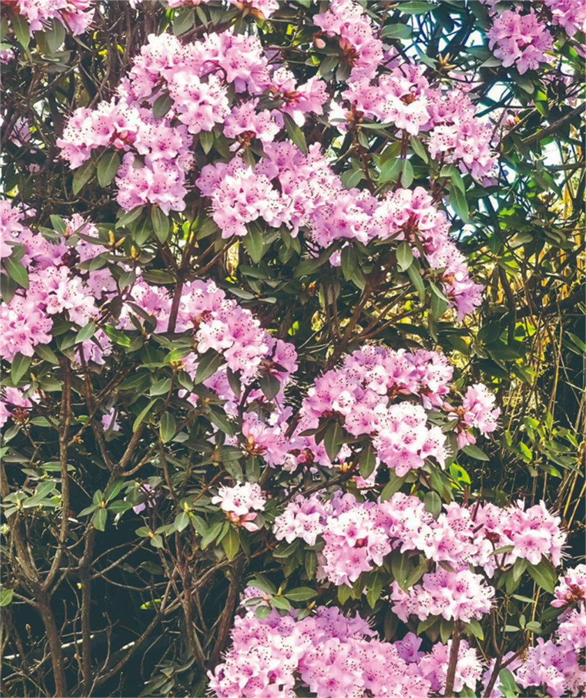 『花』點時間 莫負六月風光好