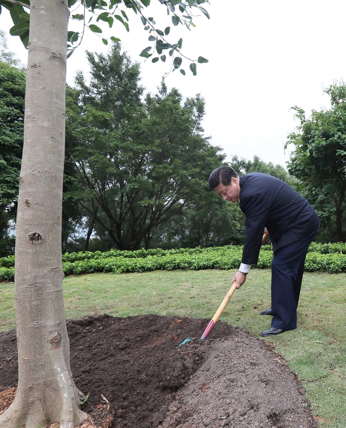 2012年12月8日，習(xí)近平在深圳蓮花山公園種下一棵高山榕樹。