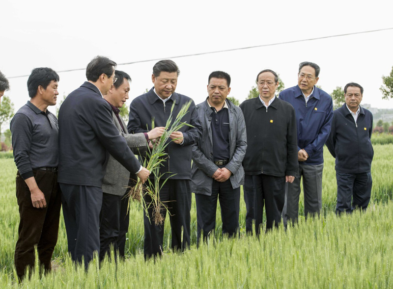 2016年4月25日下午，習(xí)近平在安徽滁州市鳳陽(yáng)縣小崗村察看小麥長(zhǎng)勢(shì)。左一為種糧大戶程夕兵。新華社記者 李學(xué)仁 攝